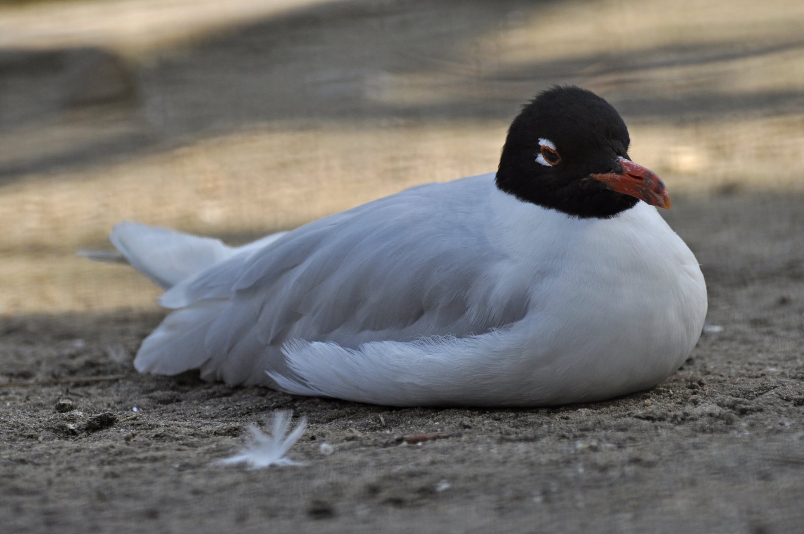 Mediterranean gull (Ichthyaetus melanocephalus)
