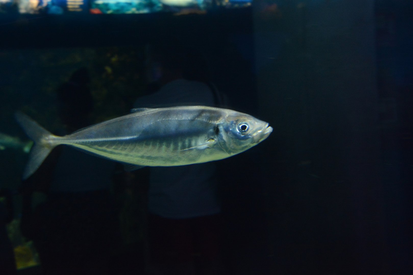 Mediterranean horse mackerel (Trachurus mediterraneus)