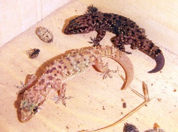 Mediterranean House Gecko (Hemidactylus turcicus)