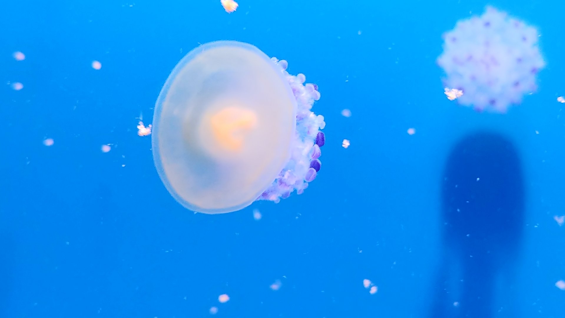 Mediterranean jelly
