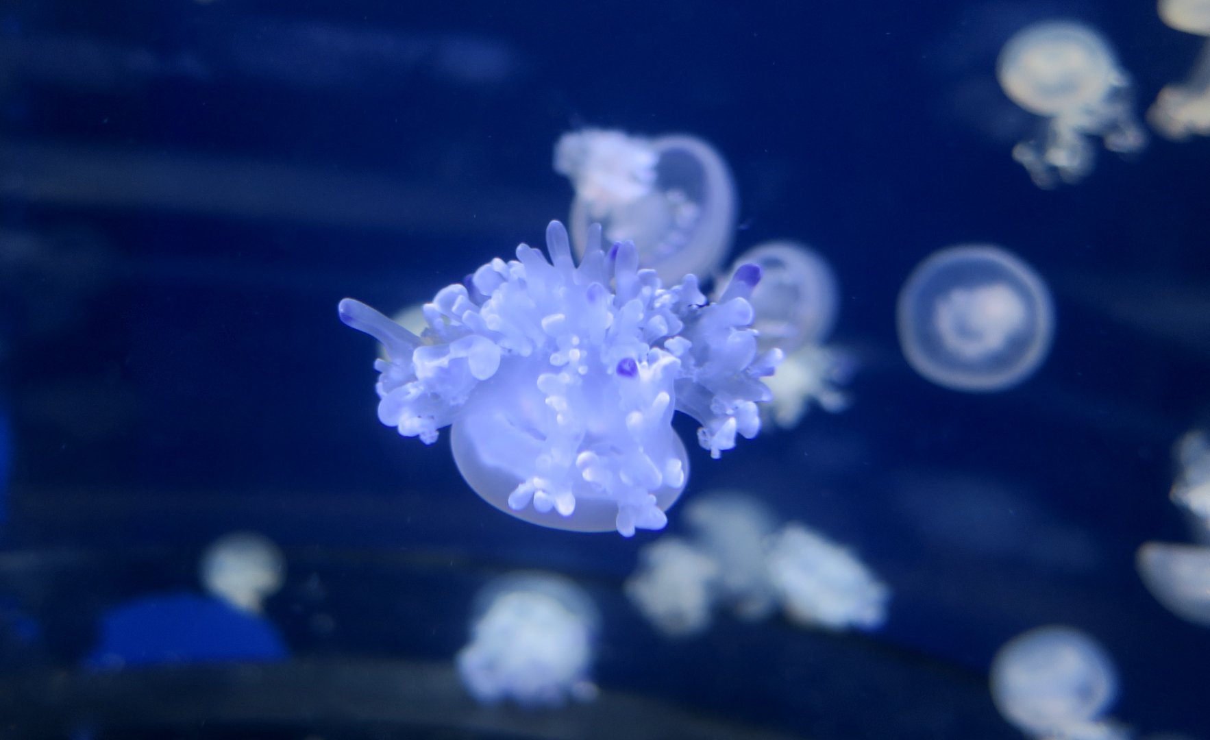 Mediterranean Jellyfish (Cotylorhiza tuberculata)