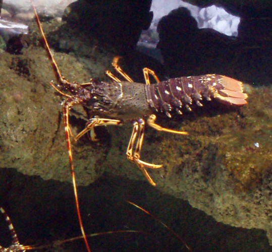 Mediterranean Lobster (Palinurus elephas)