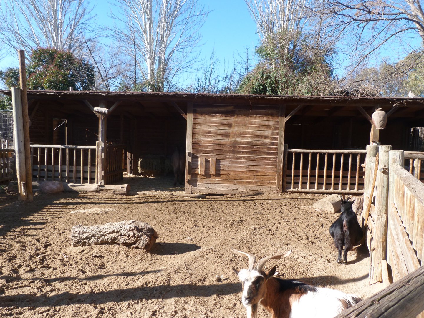 Mediterranean miniature donkey and West African pygmy goat exhibit -Faunia (2025)