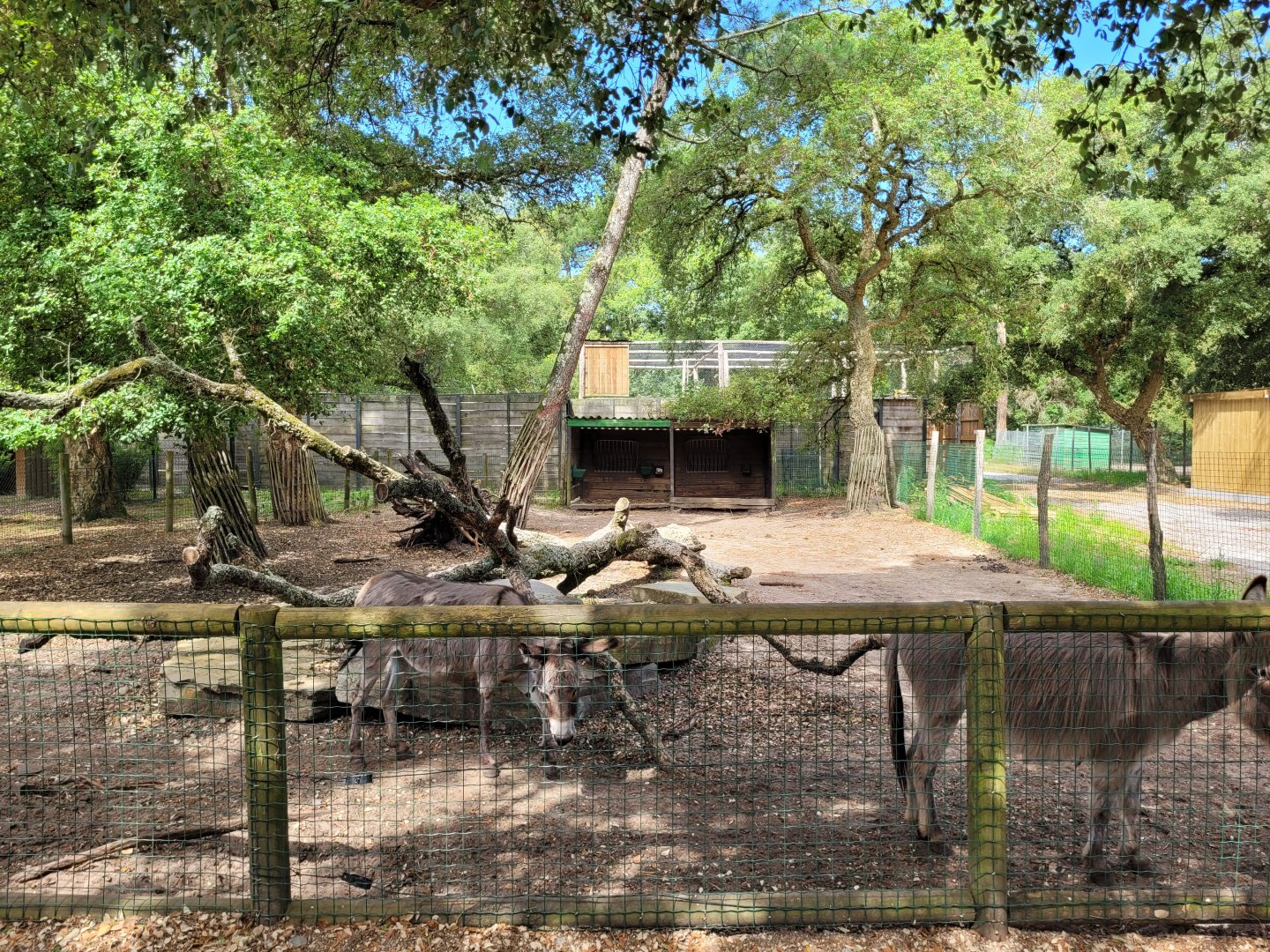 Mediterranean miniature donkey and West African pygmy goat exhibit -Zoo de Labenne (2024)