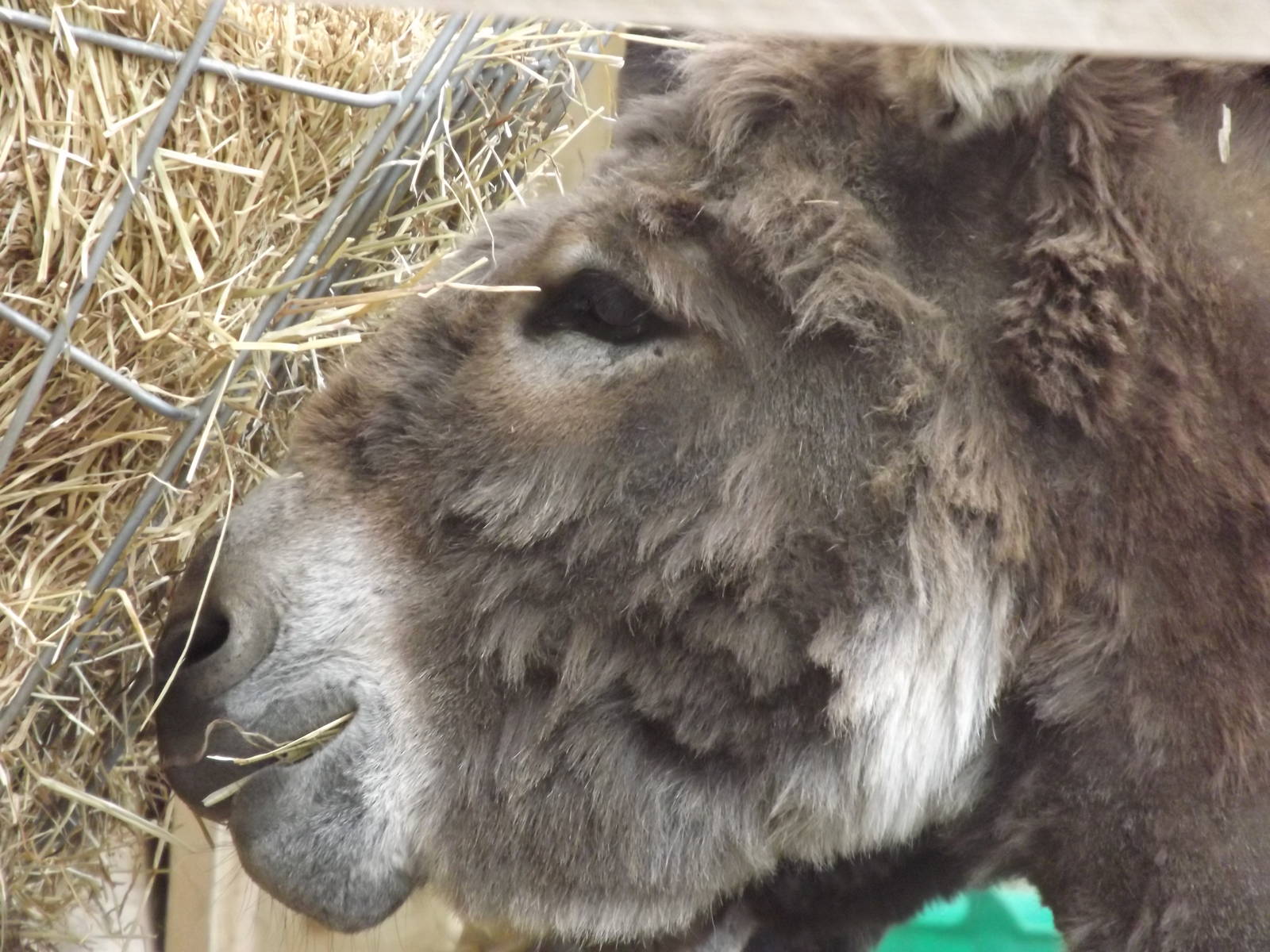 Mediterranean Miniature Donkey at Blackpool Zoo 19/05/12