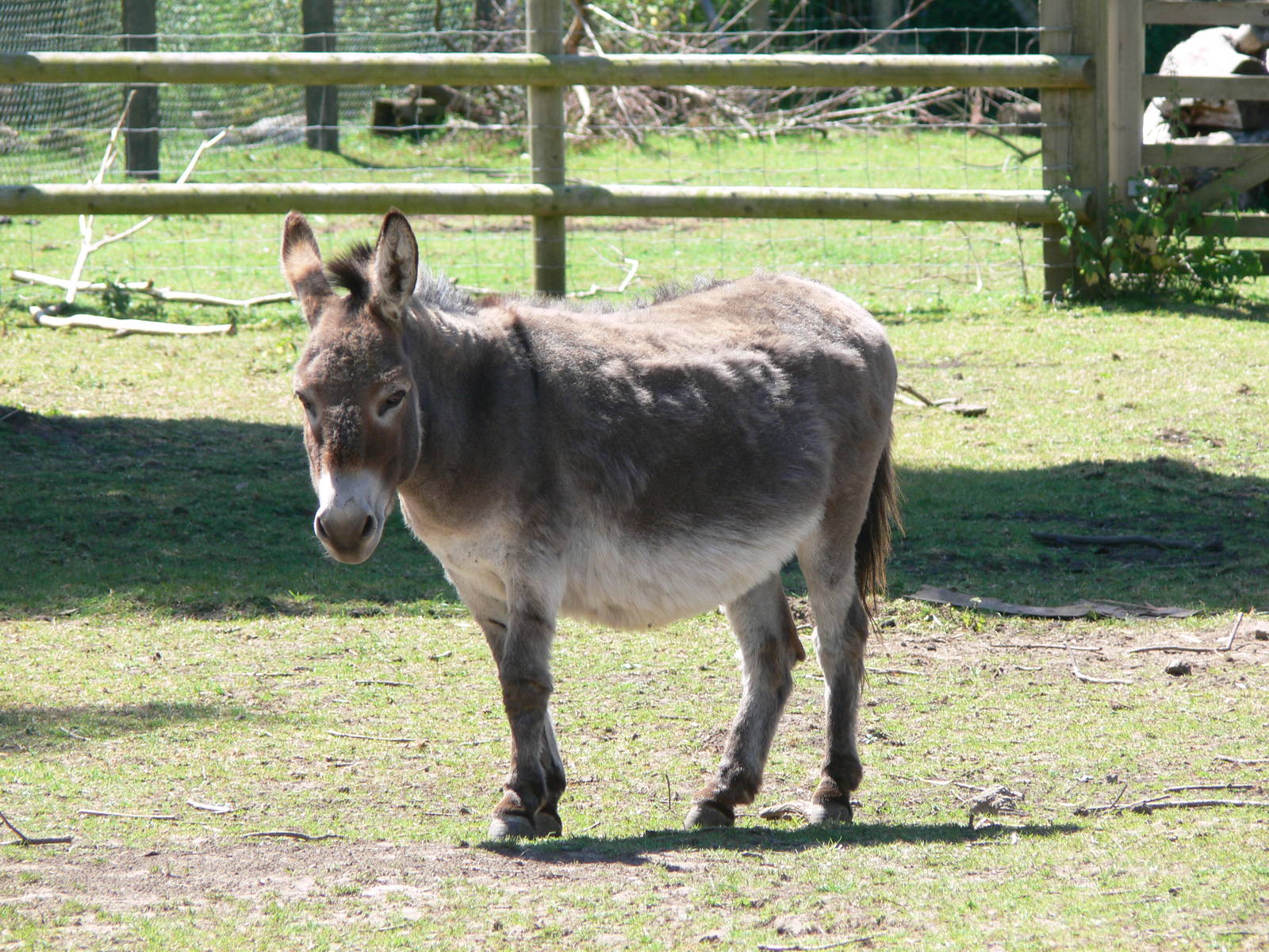Mediterranean Miniature Donkey at Blackpool Zoo, 29/06/14