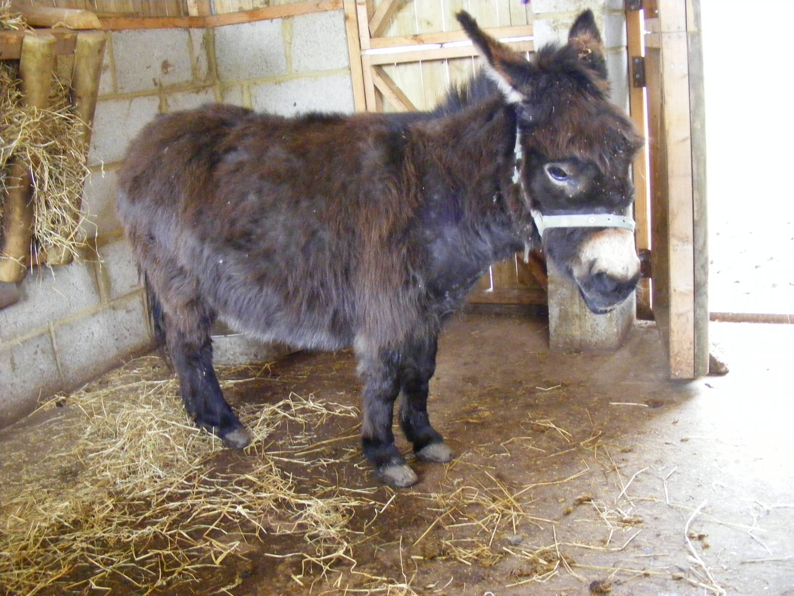 Mediterranean miniature donkey at Wingham Wildlife Park, 2 April 2010