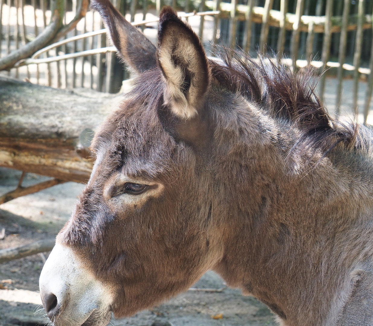 Mediterranean miniature donkey (Equus africanus asinus), 2022-07-03