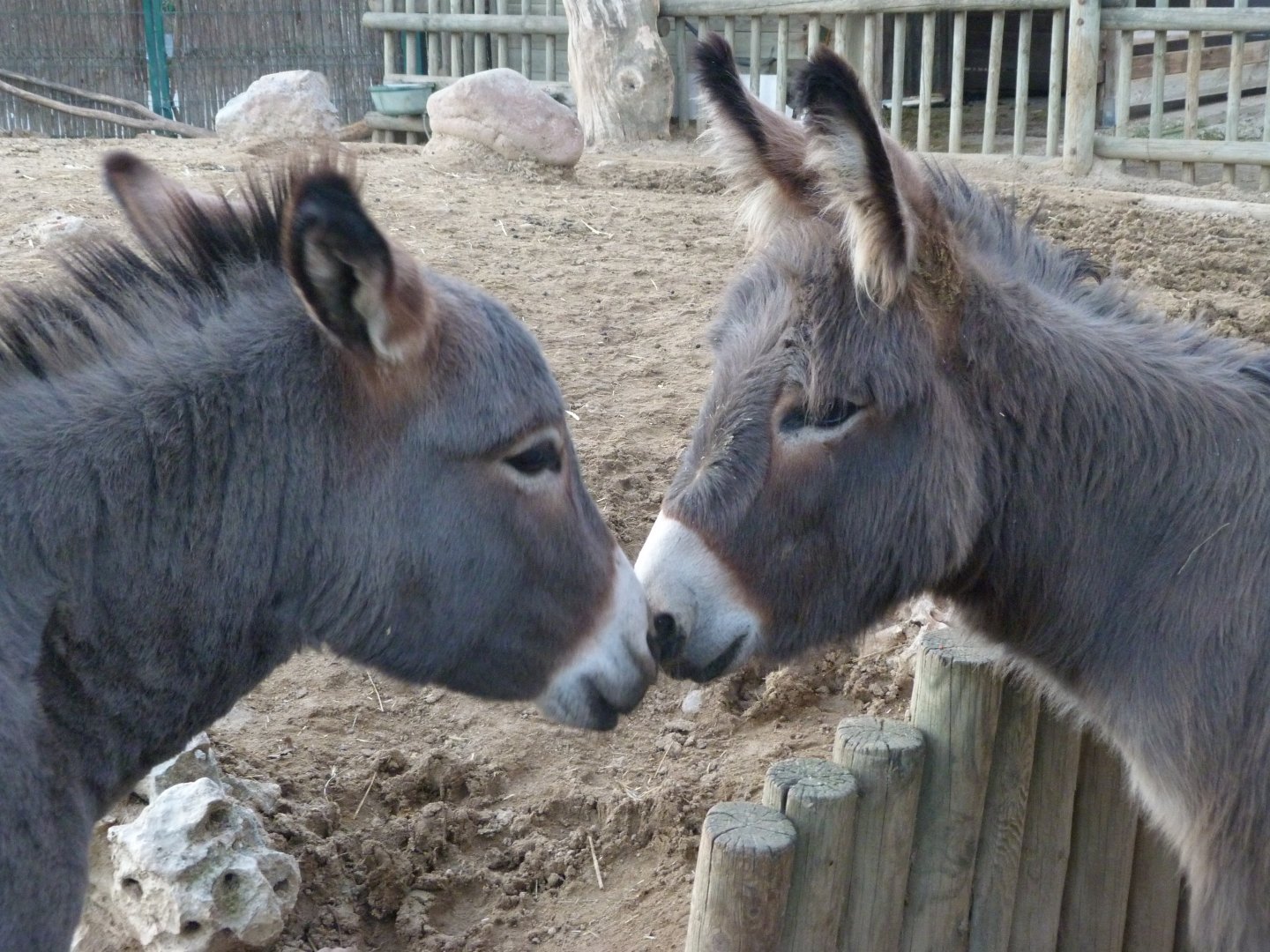 Mediterranean miniature donkey -Faunia (2025)
