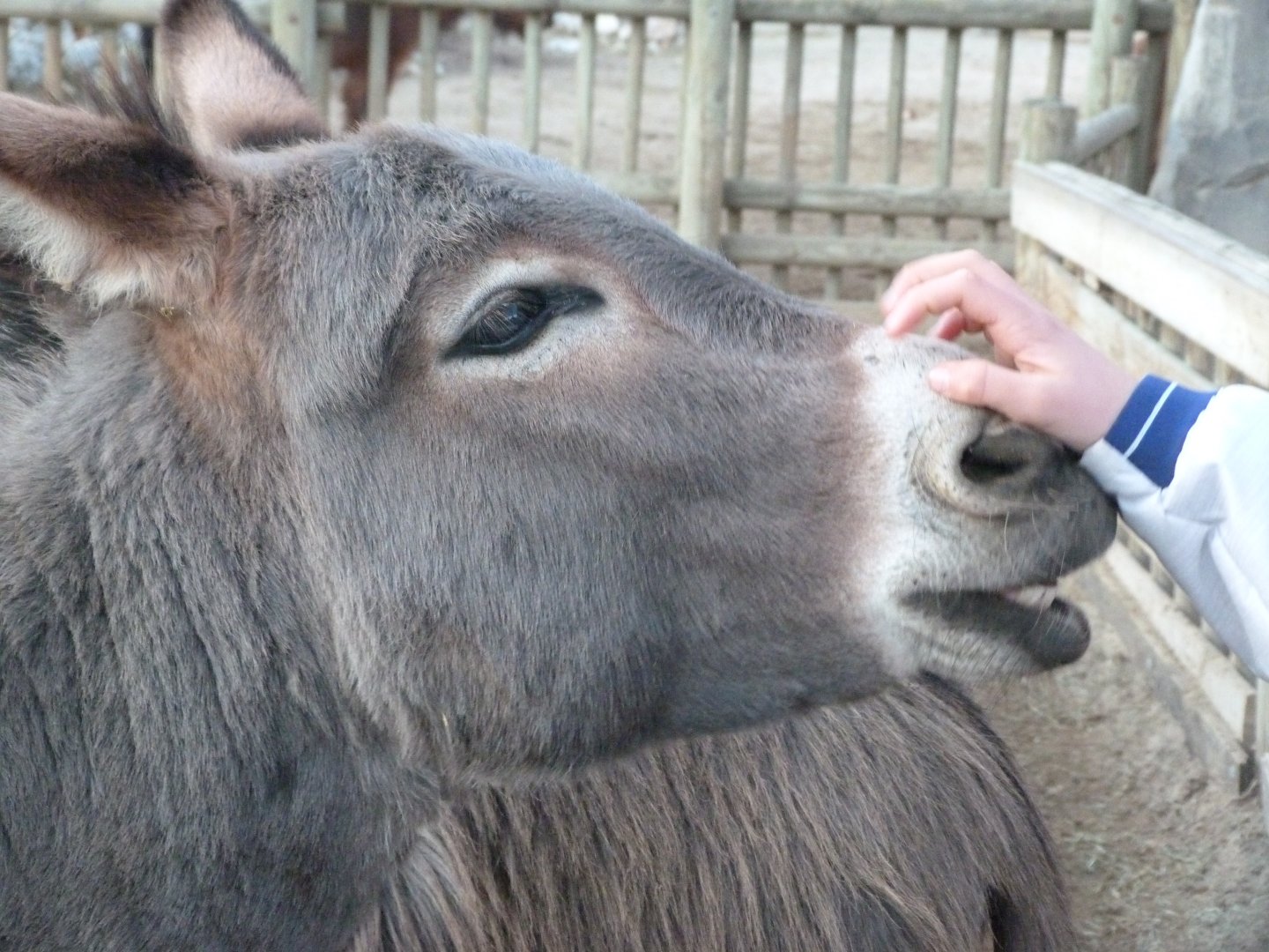 Mediterranean miniature donkey -Faunia (2025)