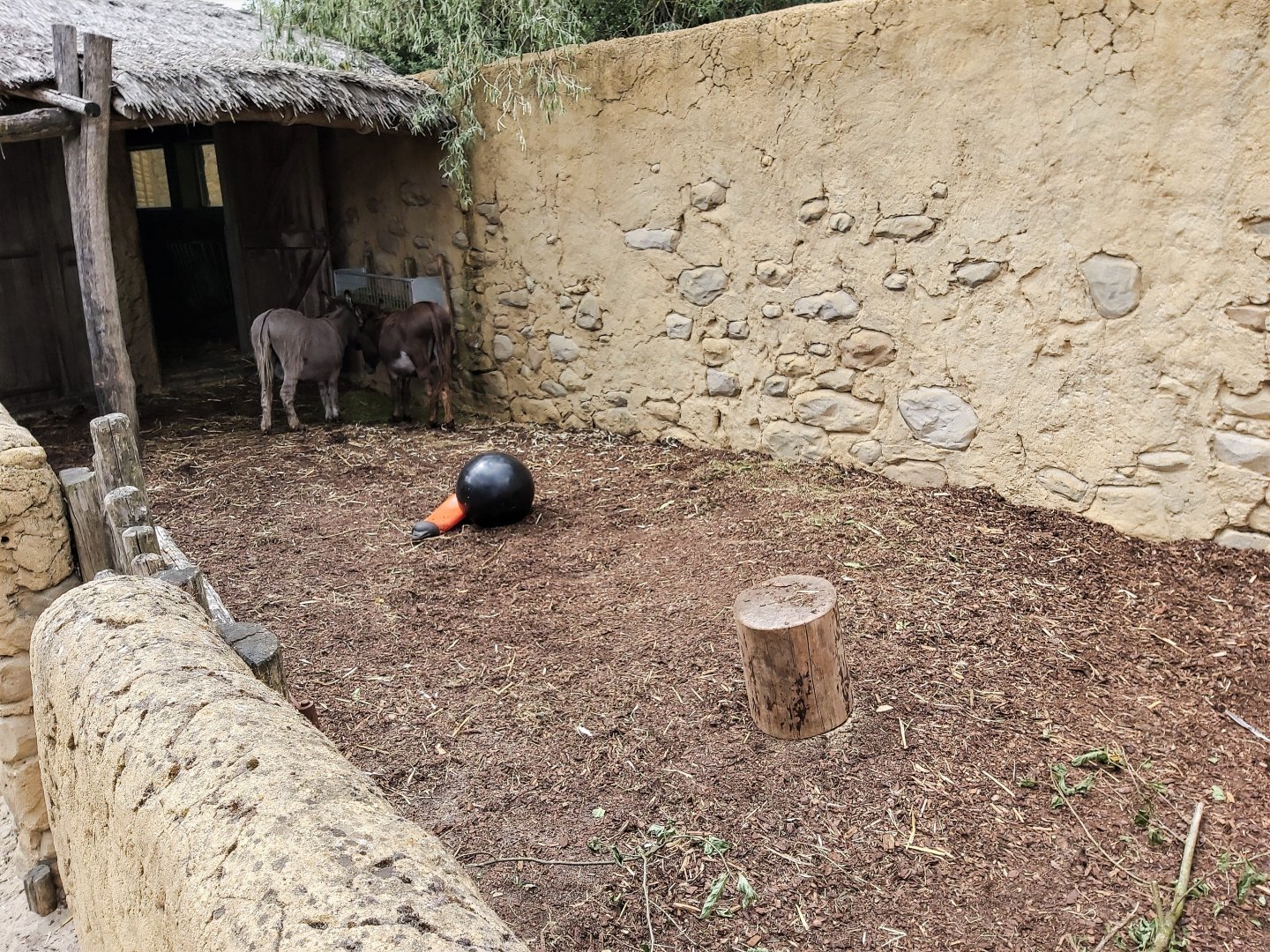 Mediterranean miniature donkey seperation exhibit