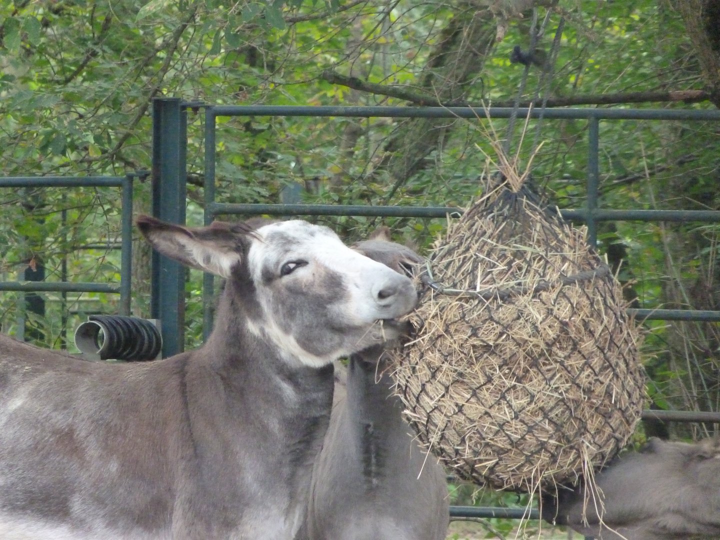 Mediterranean miniature donkey -Tierpark Berlin (2024)