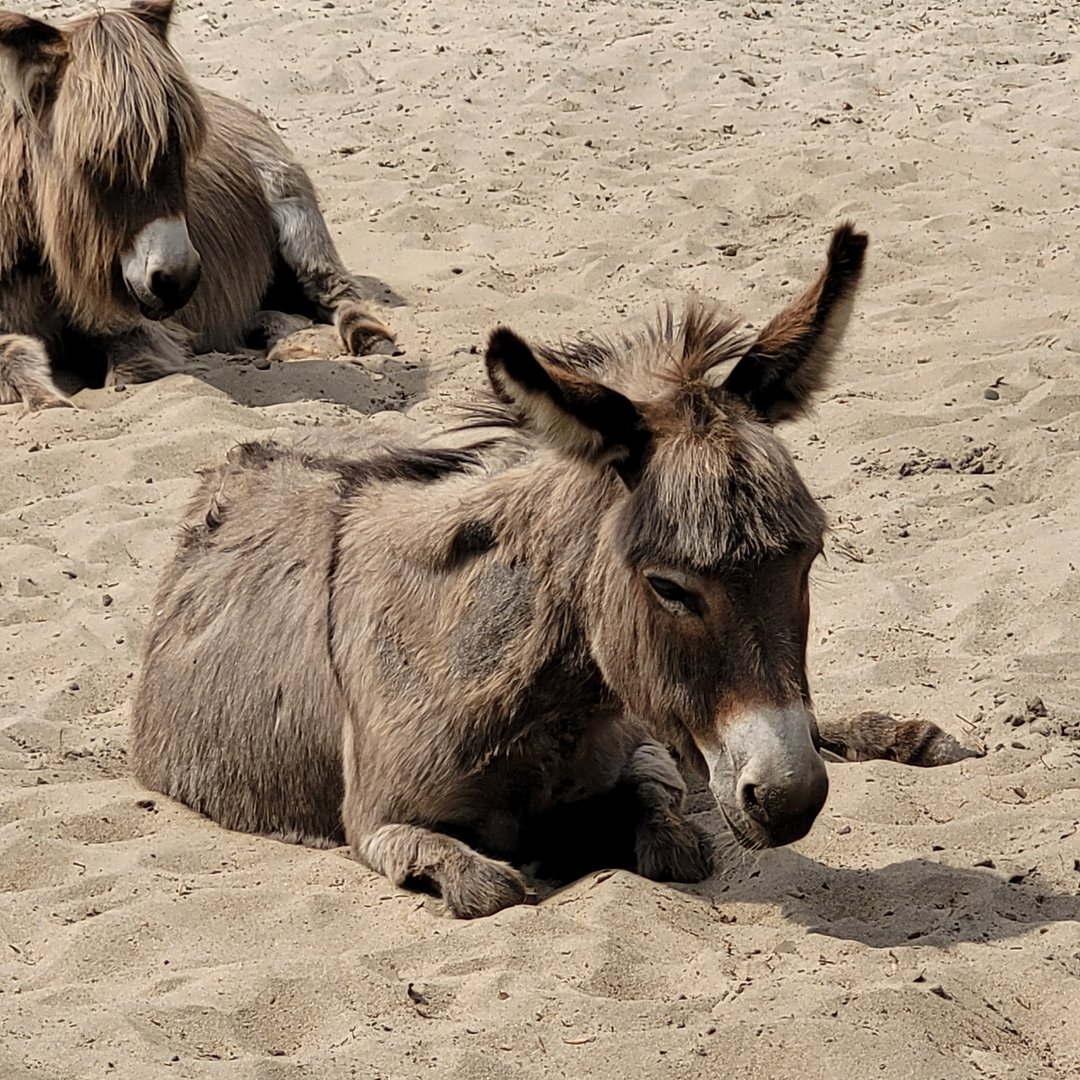 Mediterranean miniature donkey -Zoo de Labenne (2023)