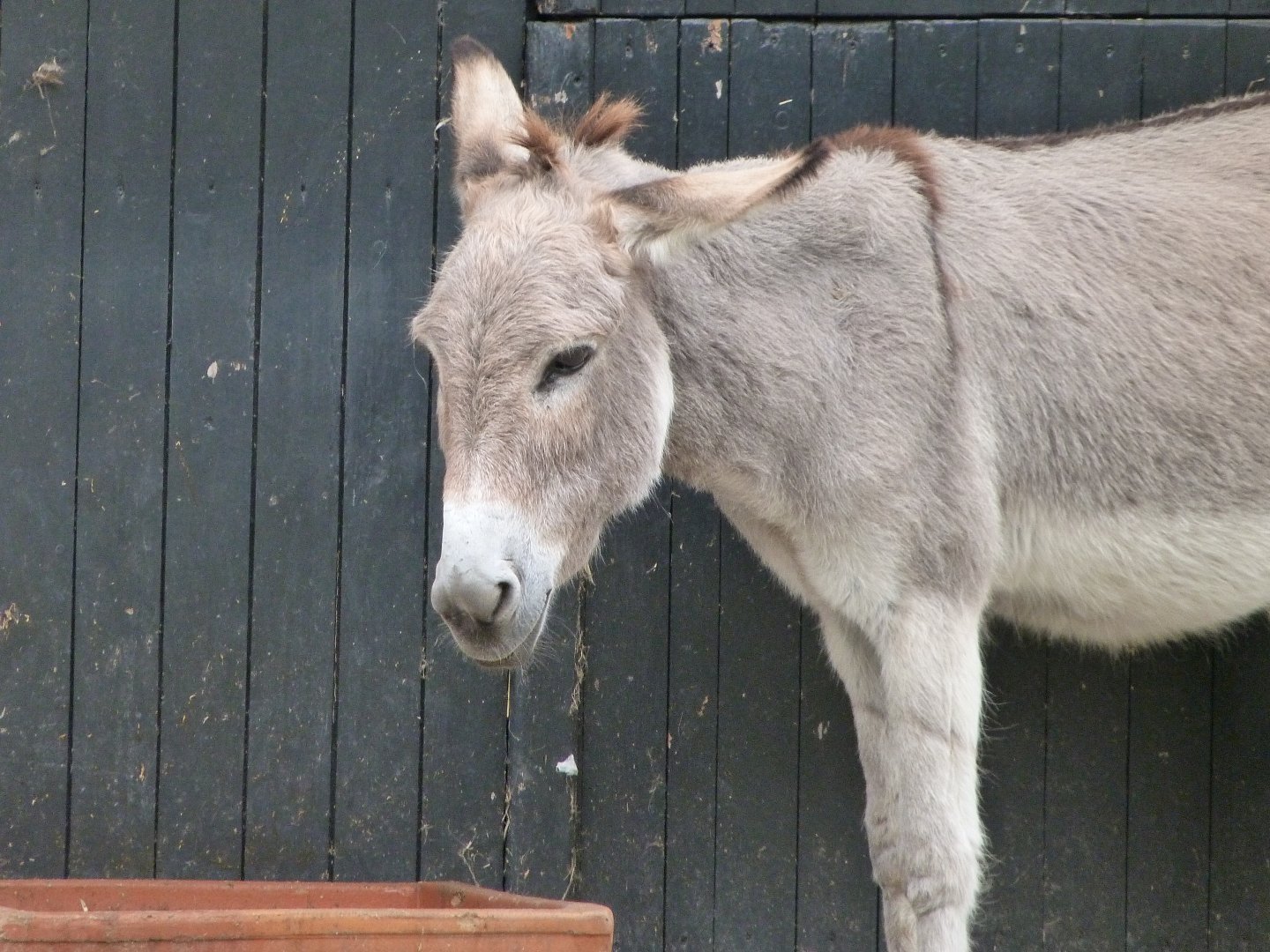 Mediterranean miniature donkey -Zoologischer Garten Berlin (2024)
