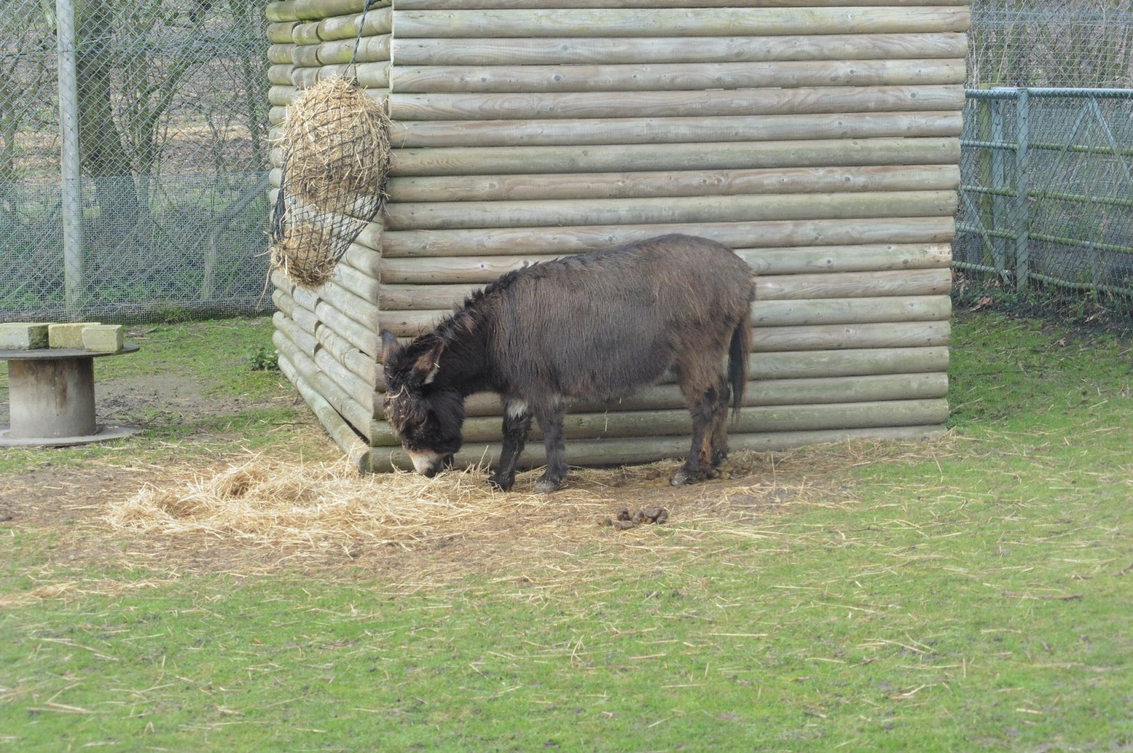 Mediterranean Miniature Donkey