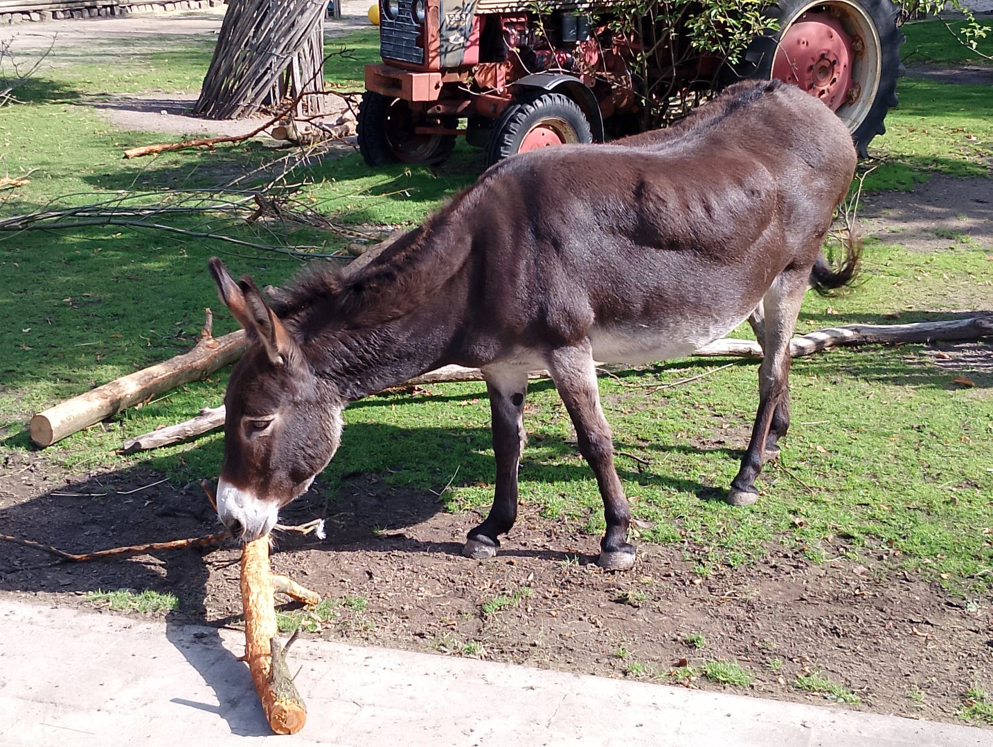 Mediterranean miniature donkey