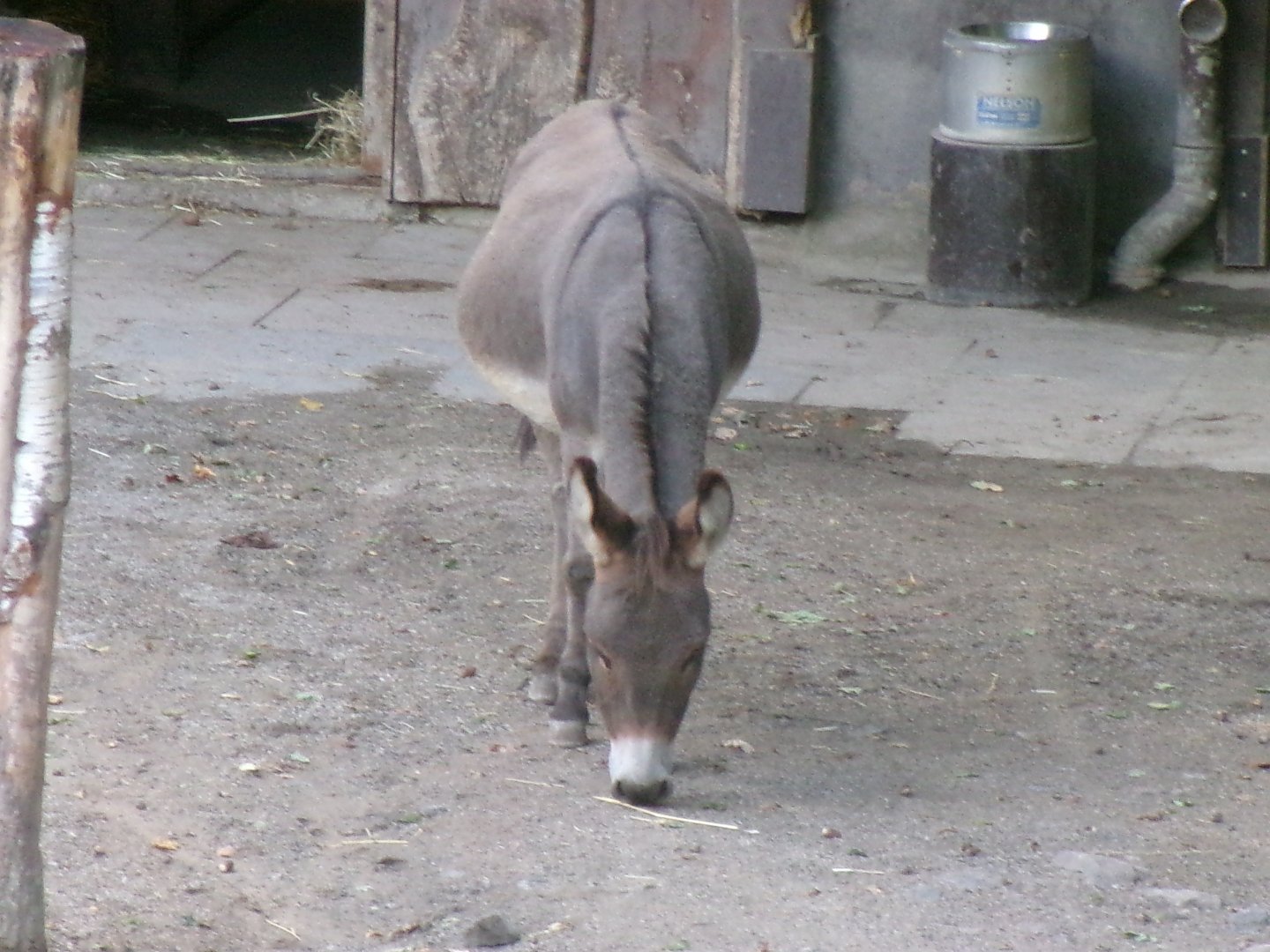 Mediterranean miniature donkey