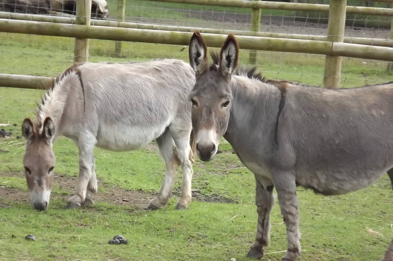 Mediterranean Miniature Donkeys at Blackpool Zoo 14/07/12