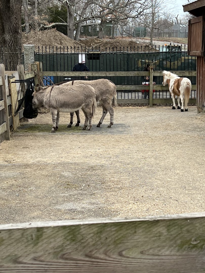 Mediterranean Miniature Horse and Sardinian Miniature Donkeys