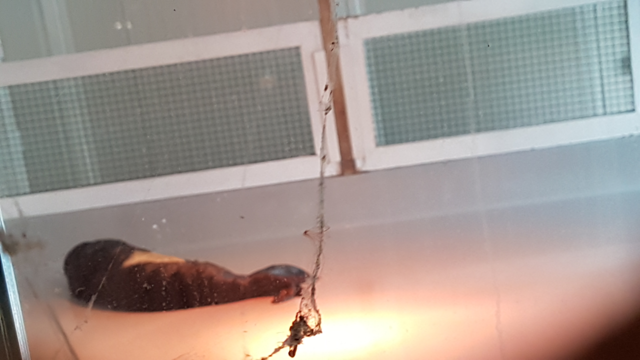 Mediterranean Monk Seal Attica Zoo