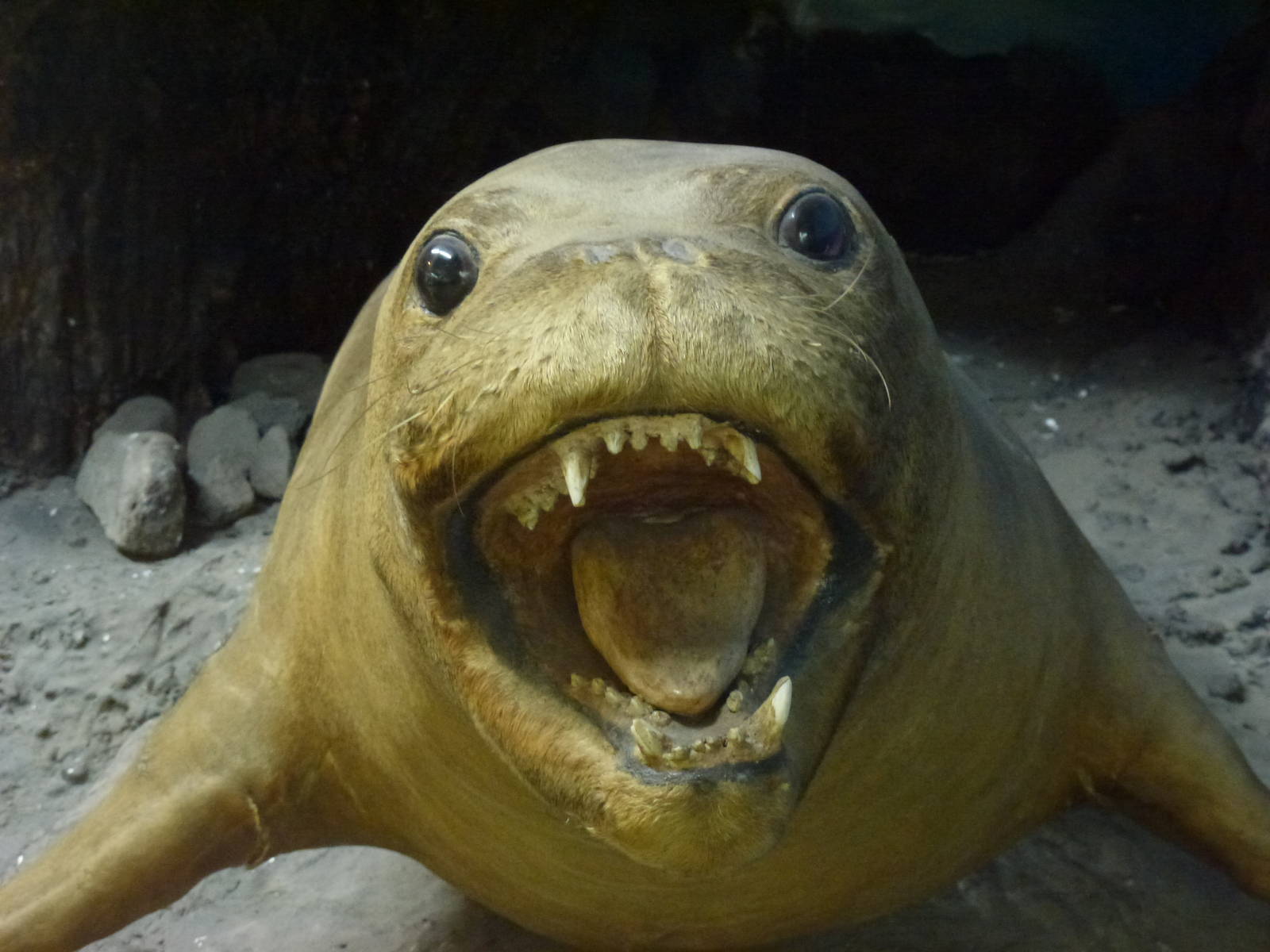 Mediterranean monk seal, November 2013.