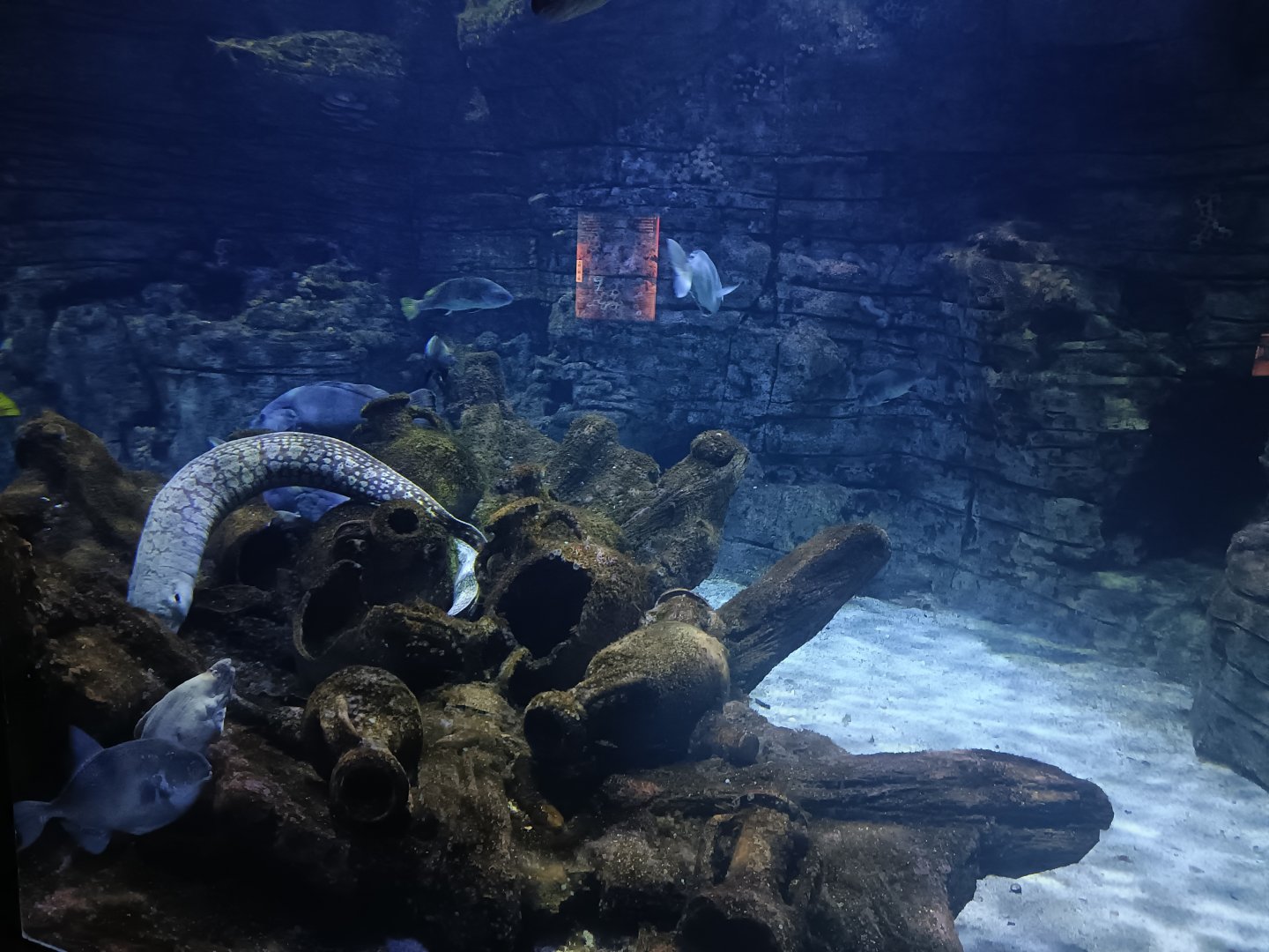 Mediterranean moray exhibit - Centro de visitantes Ses Salines
