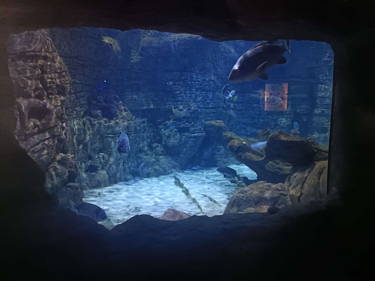 Mediterranean moray exhibit - Centro de visitantes Ses Salines