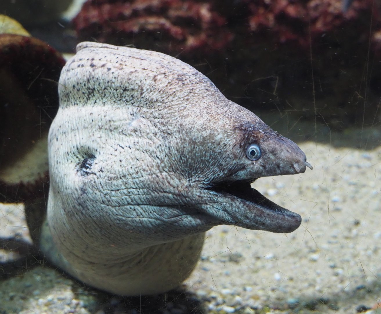 Mediterranean moray (Muraena helena), 2021-06-12