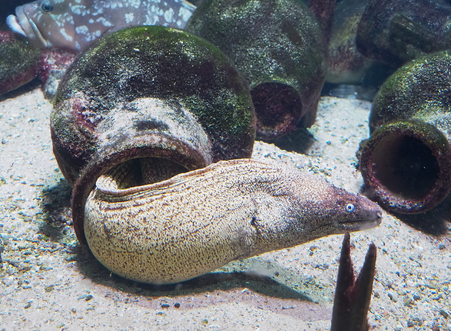 Mediterranean moray (Muraena helena), 2023-07-02