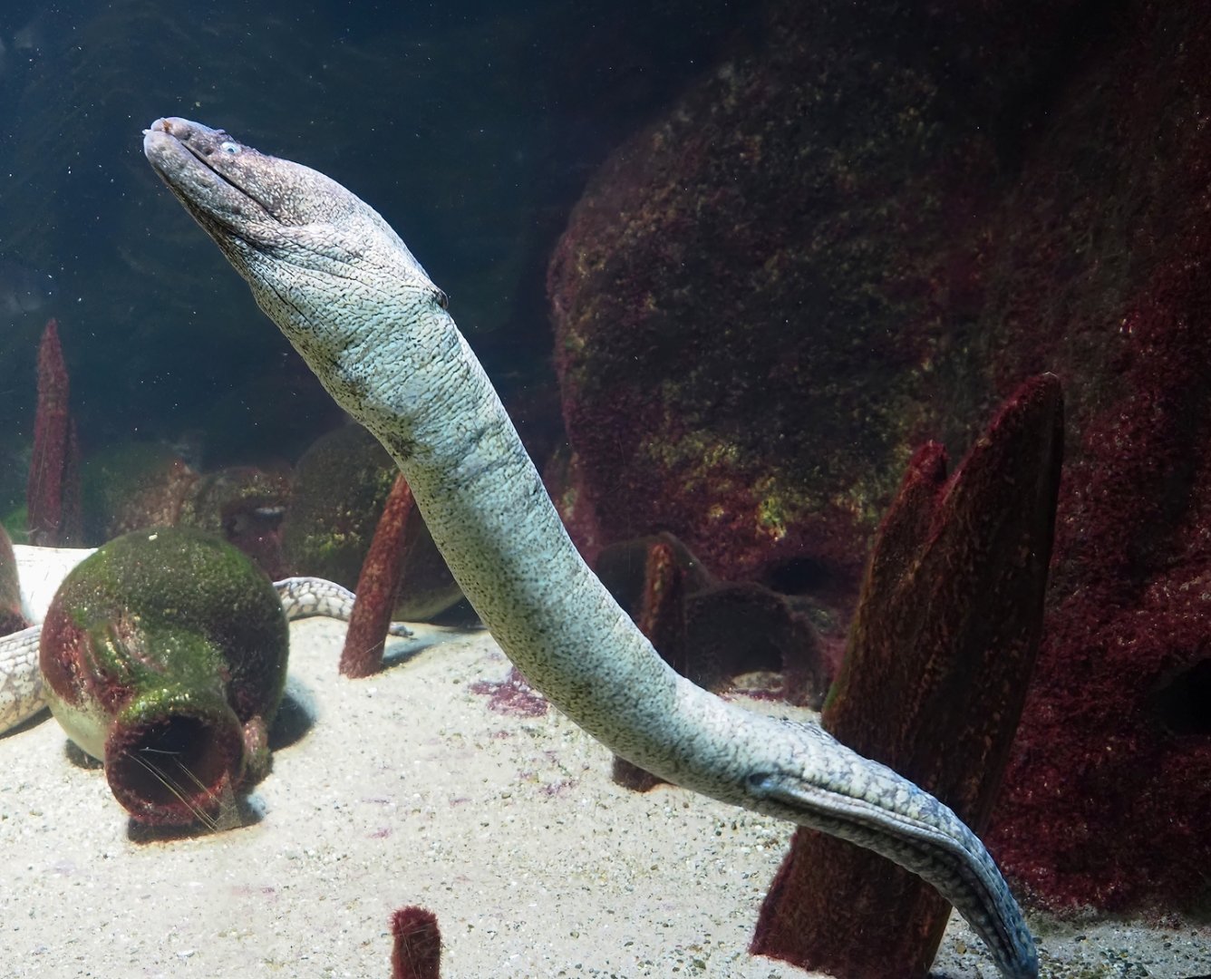 Mediterranean moray (Muraena helena), 2024-03-09
