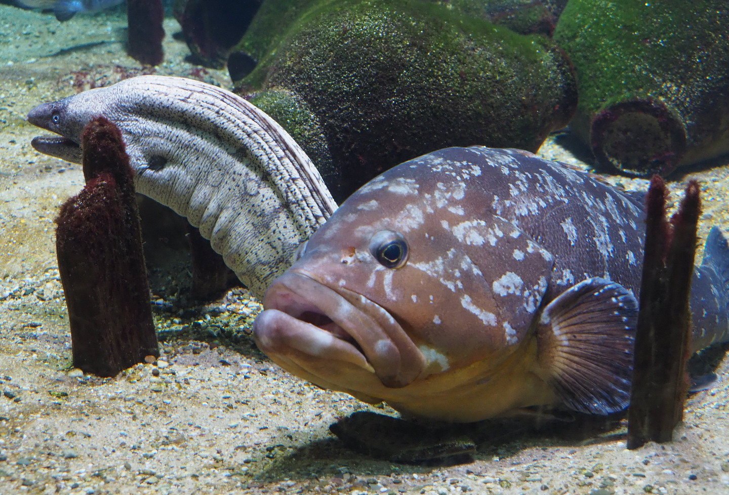 Mediterranean moray (Muraena helena) and Dusky grouper (Epinephelus marginatus), 2020-09-20
