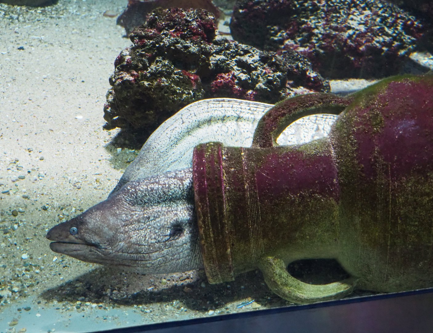 Mediterranean moray (Muraena helena) in amphora, 2020-05-24