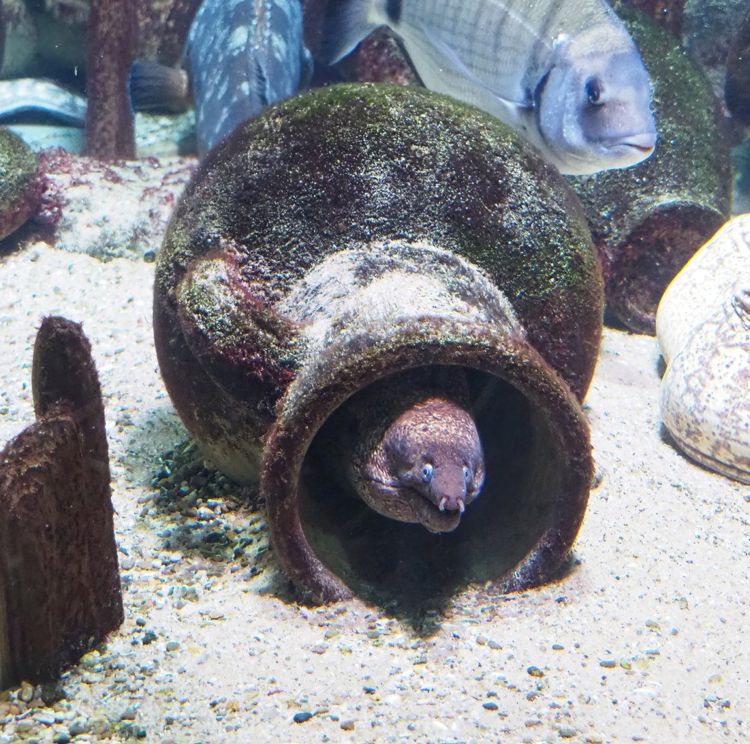Mediterranean moray (Muraena helena) in amphora, 2023-07-22