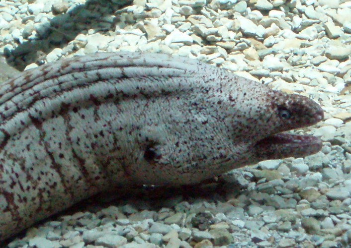 Mediterranean Moray (Muraena helena)