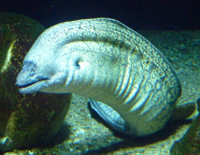 Mediterranean moray (Muraena helena)