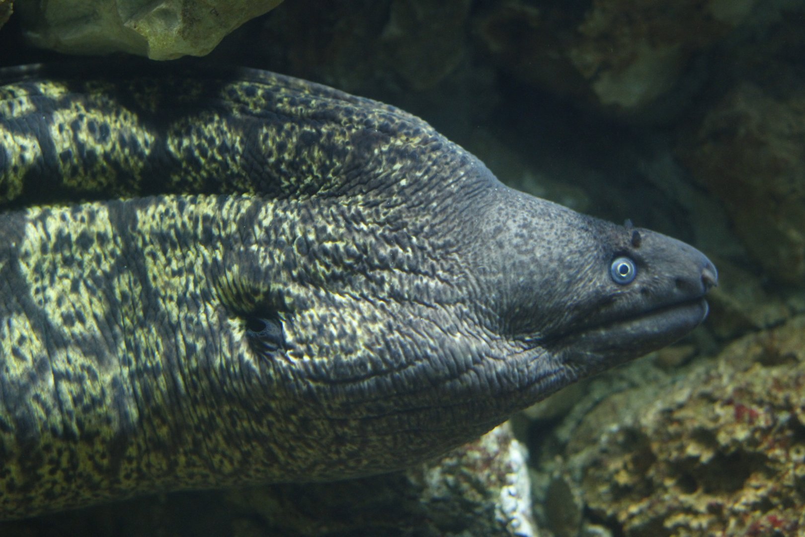 Mediterranean moray (Muraena helena)