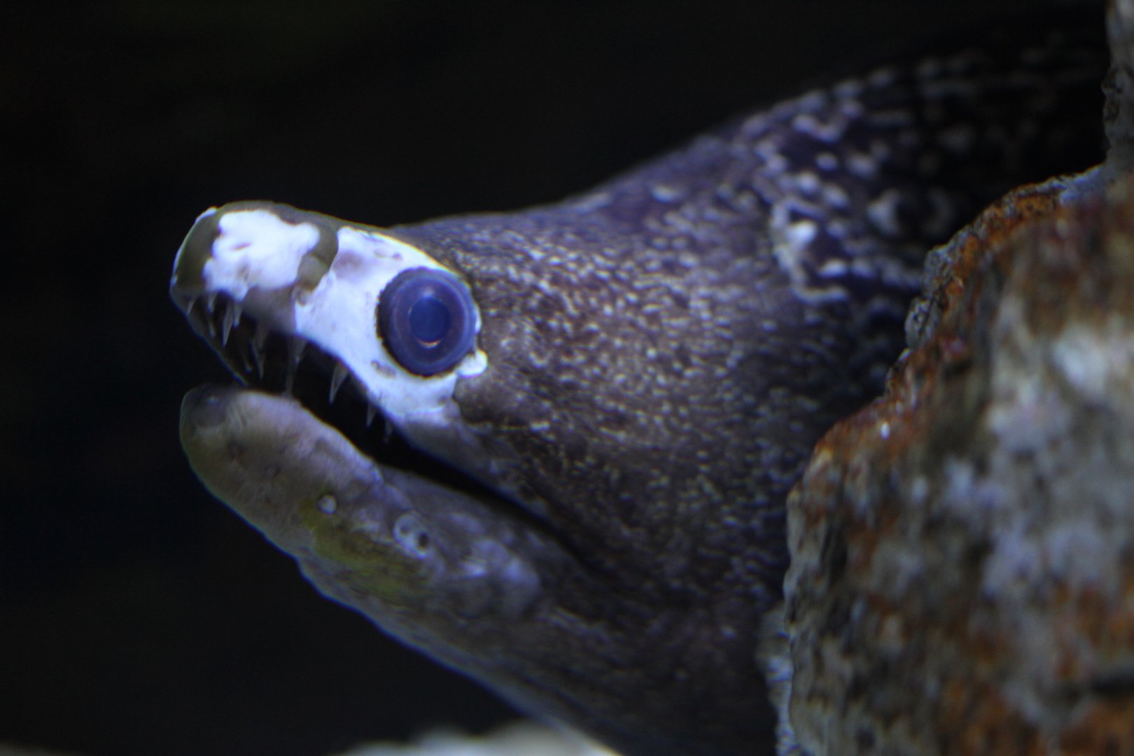 Mediterranean moray (Muraena helena)