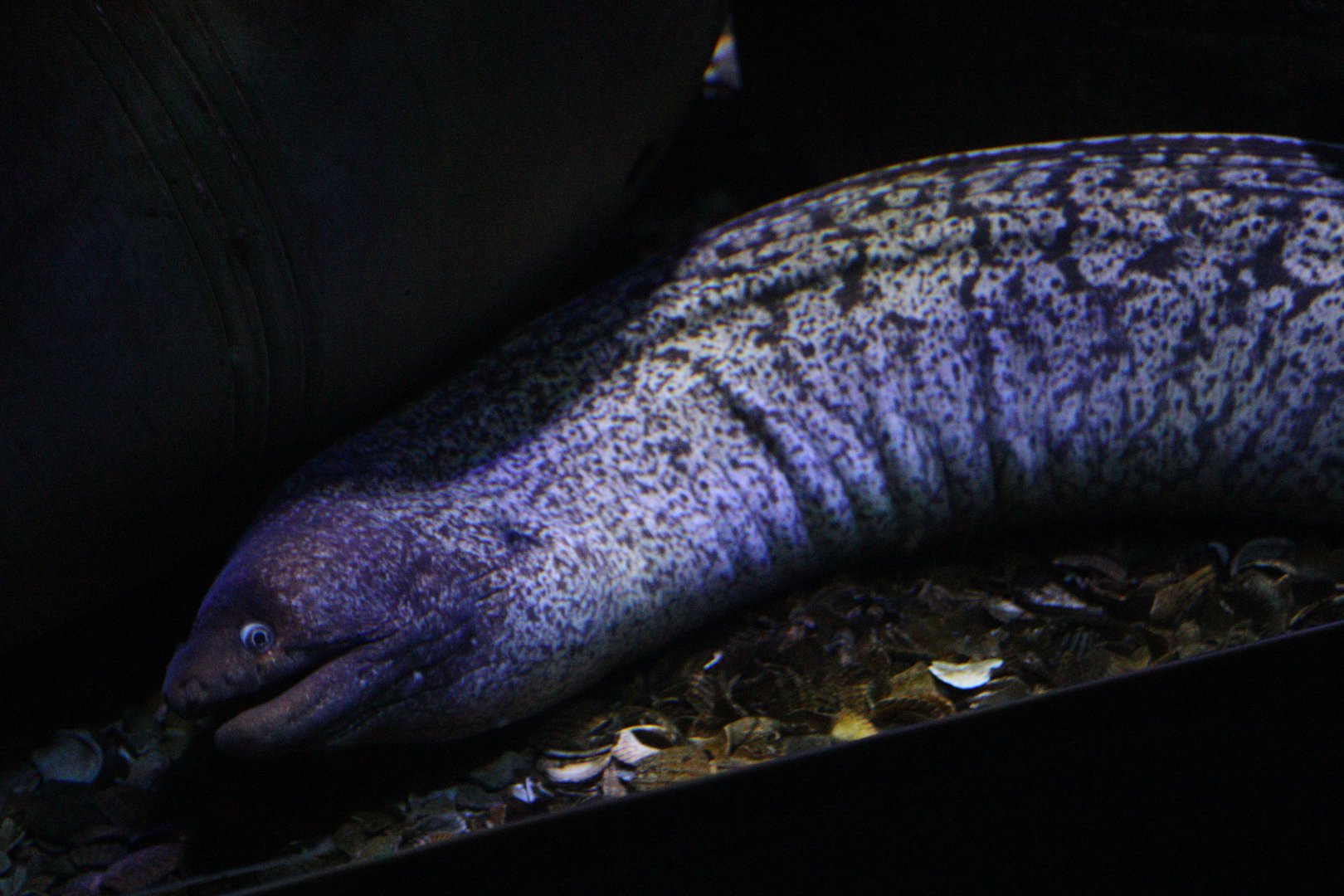 Mediterranean Moray