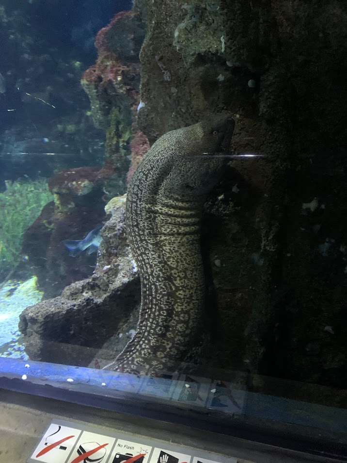 Mediterranean moray