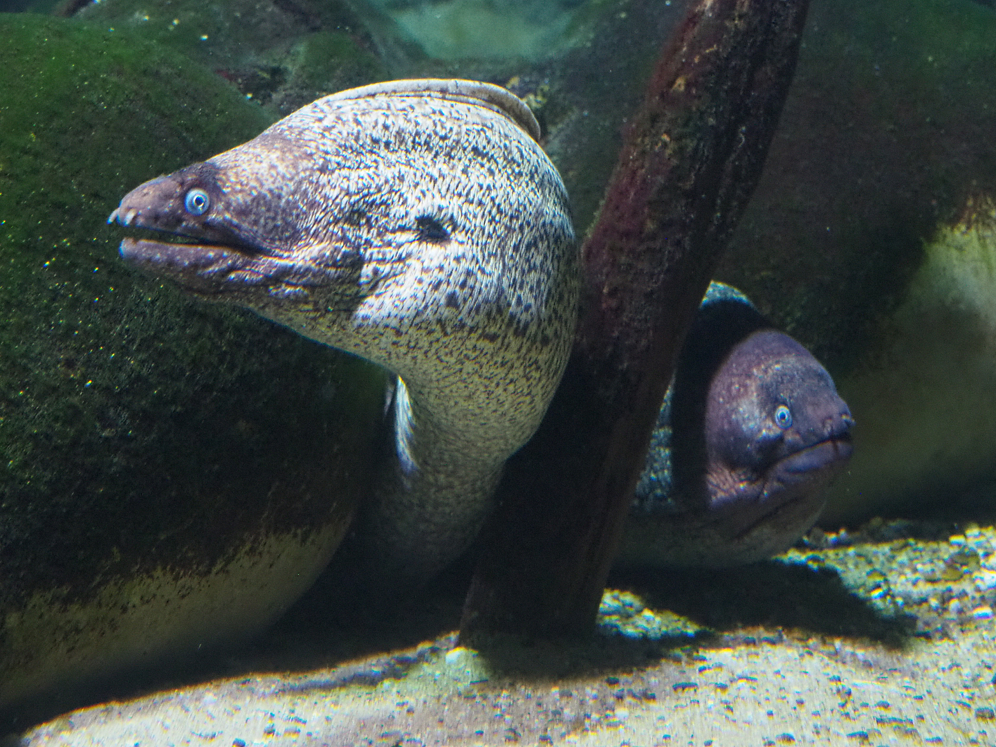 Mediterranean morays (Muraena helena), 2020-06-28