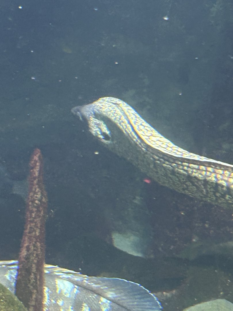 Mediterranean morray eel