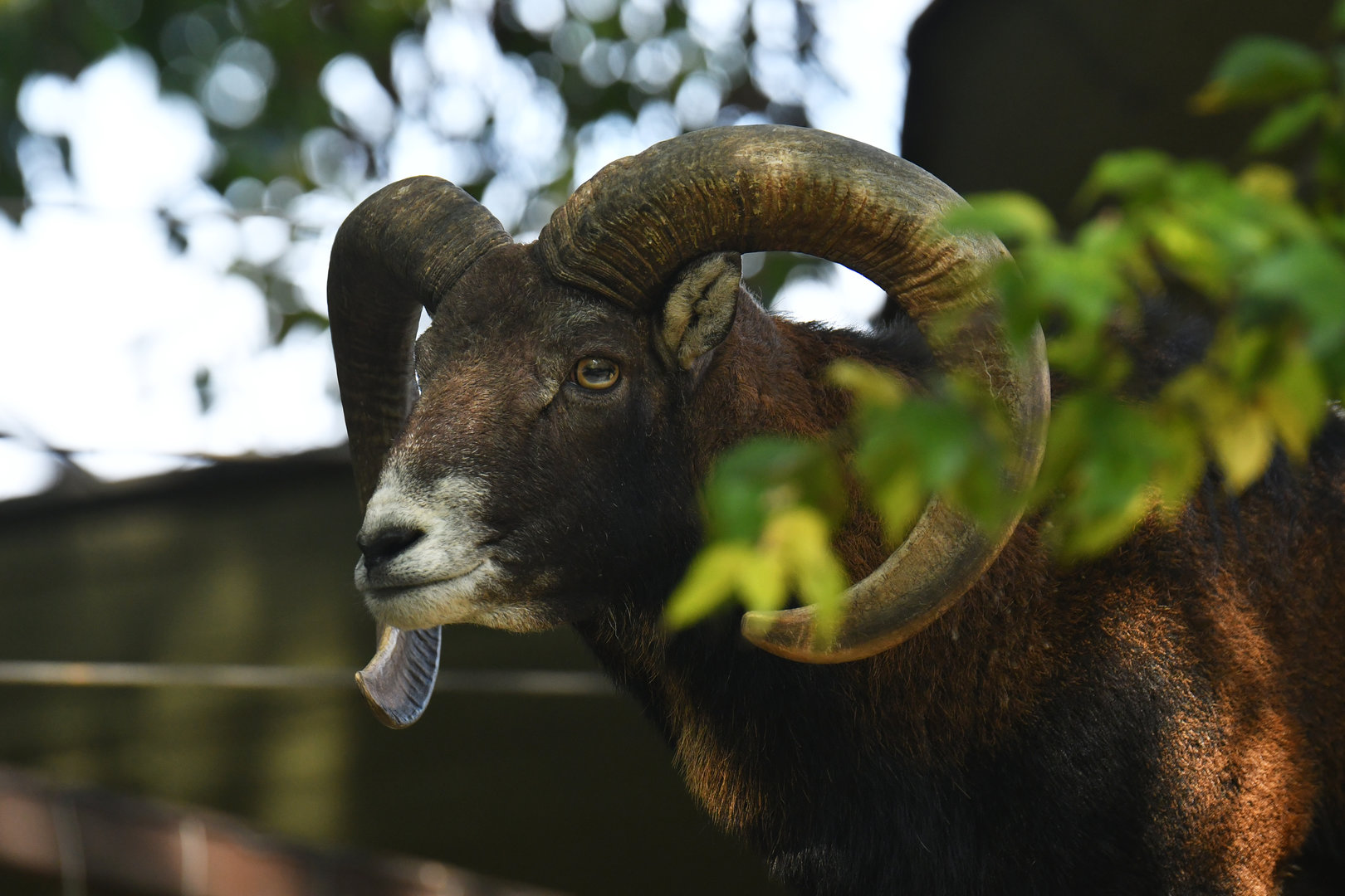 Mediterranean muflon Ovis aries