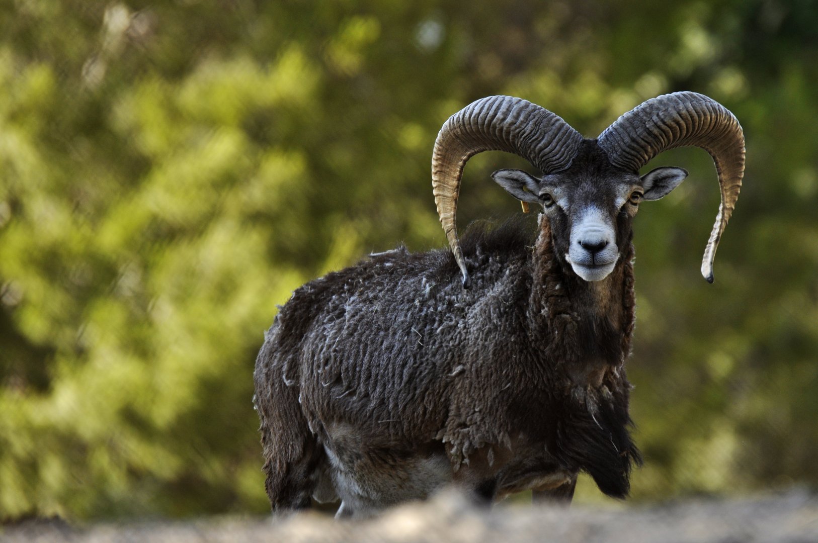 Méditerranean Muflon