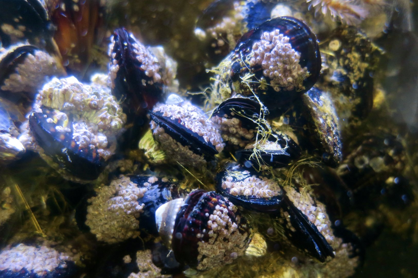 Mediterranean Mussels (Mytilus galloprovincialis)