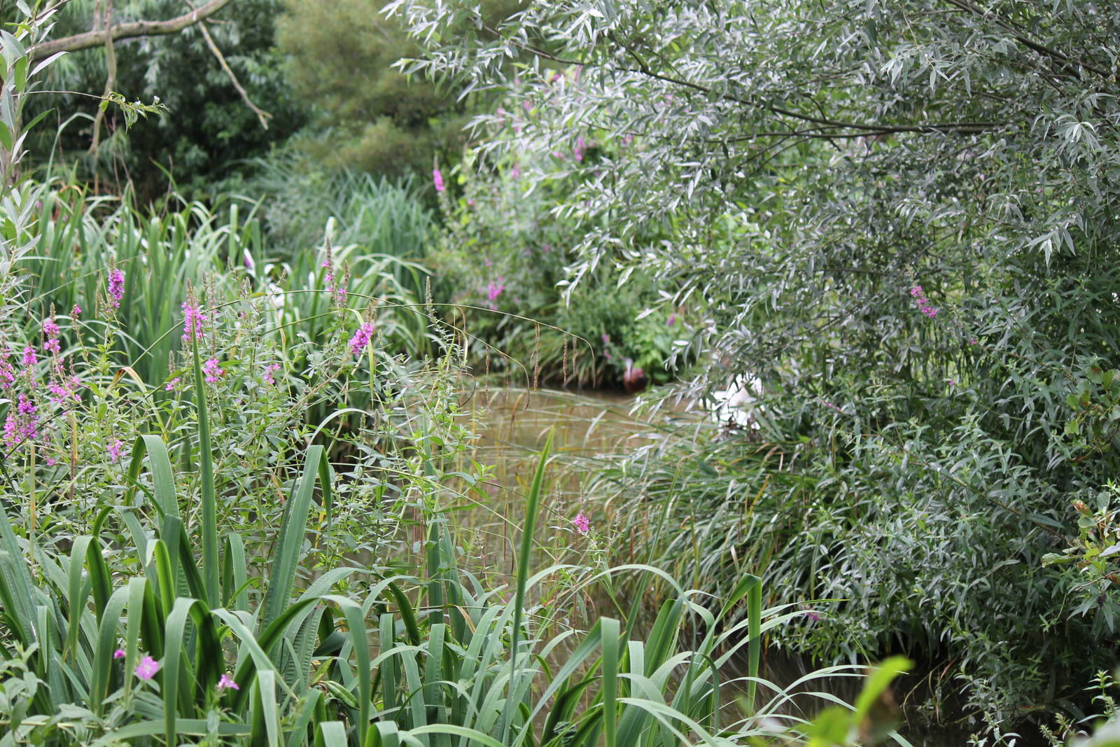 Mediterranean part of migratory bird aviary.