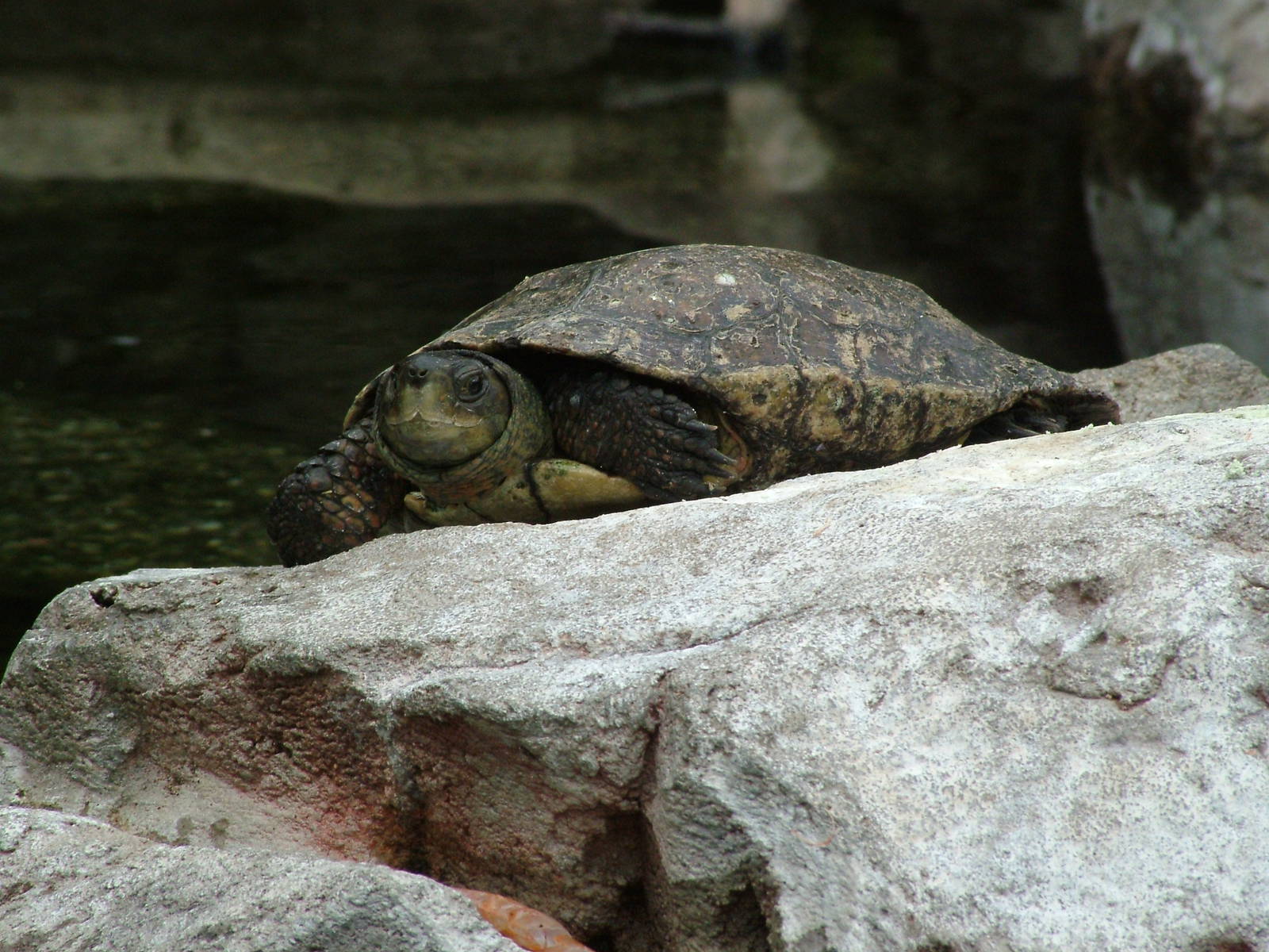 Mediterranean Pond Turtle at Oceanografic, 29/05/11