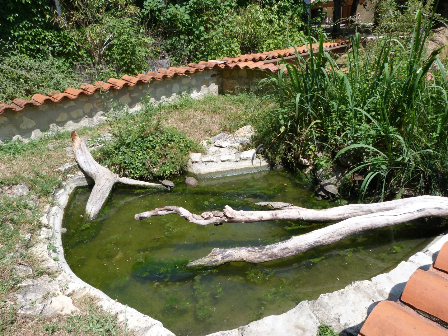 Mediterranean pond turtle exhibit -Zoodyssée (2025)