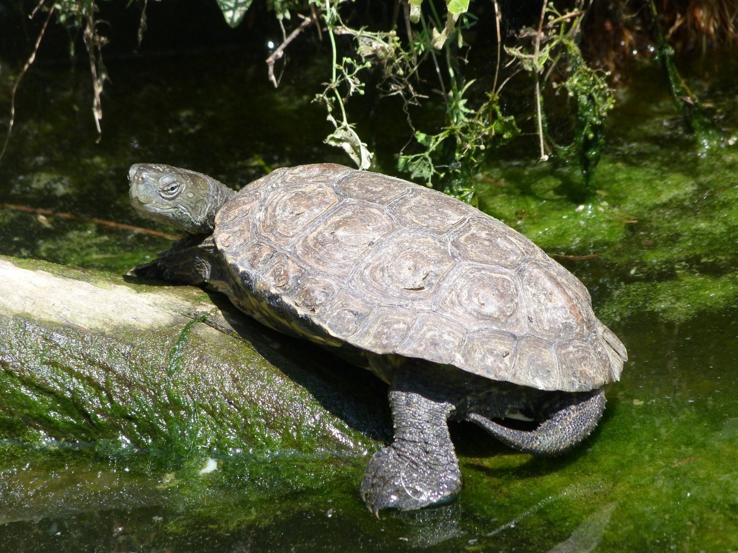 Mediterranean pond turtle -Zoodyssée (2025)