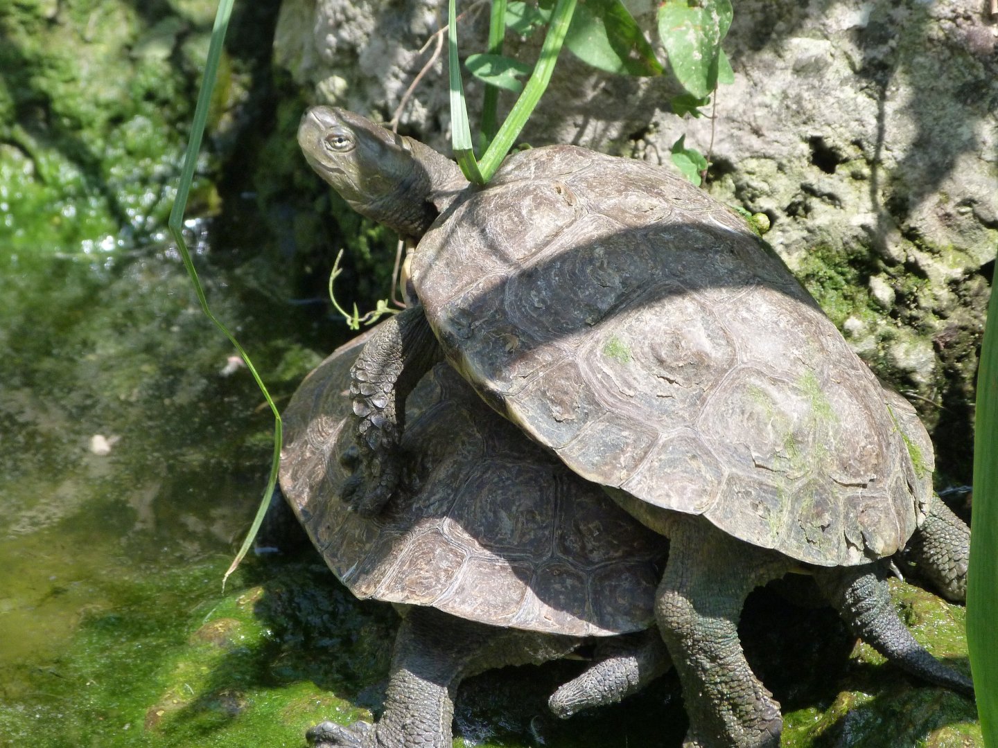 Mediterranean pond turtles -Zoodyssée (2025)