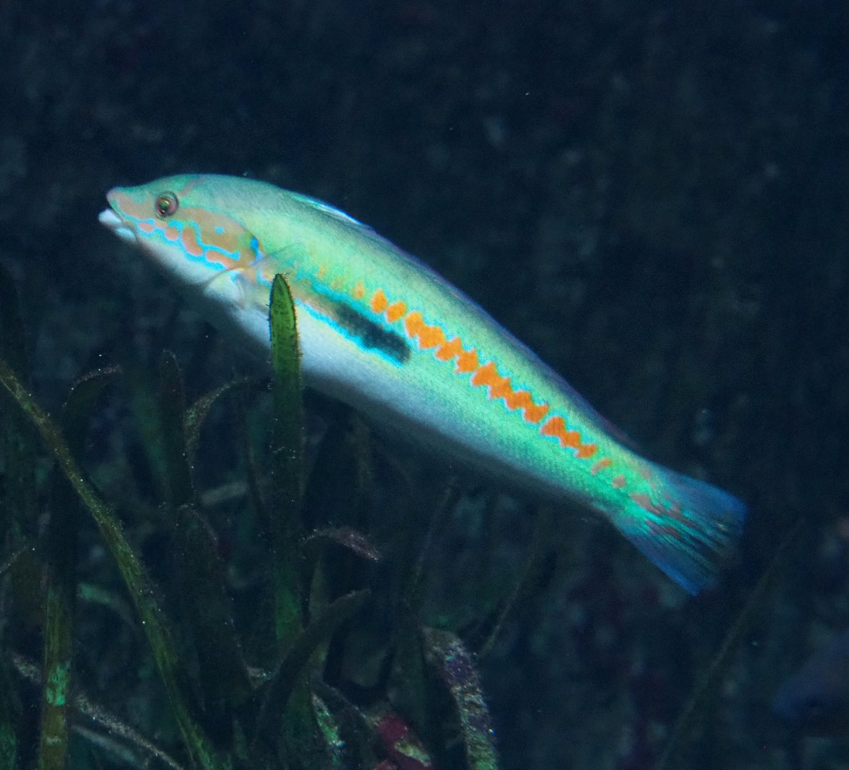 Mediterranean rainbow wrasse (Coris julis), 2022-03-16